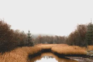 随风飘荡的芦苇图片_1