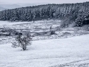 大雪覆盖下挺拔的松树图片_1