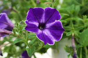 牵牛花高清特写图片