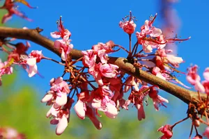 樱花枝枯萎樱花图片第1张