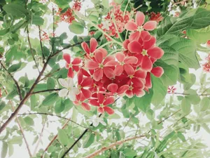 使君子花唯美图片
