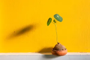 小清新盆栽黄色漆墙图片第1张