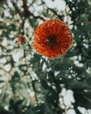盛开的金铃花图片