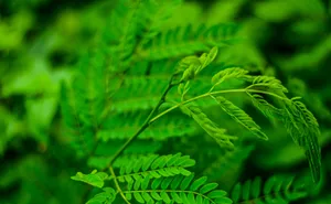 翠绿植物叶子图片