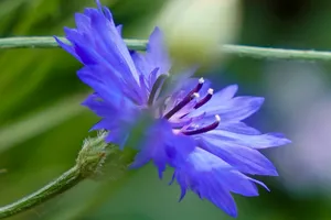 矢车菊花朵摄影图片_1