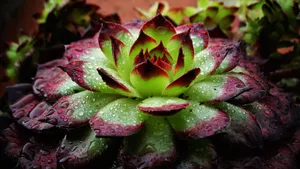 雨后多肉盆栽图片第1张