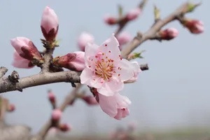 枝头热烈绽放的桃花图片