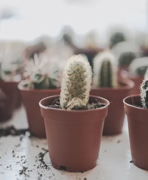 室内的绿植盆栽图片