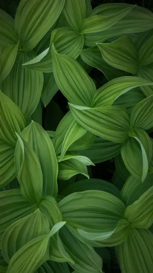 绿色植物叶子局部摄影图片