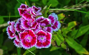 石竹花小花朵图片