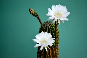 仙人掌白色花朵图片第1张