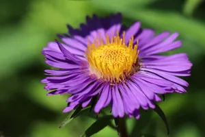 翠菊花朵特写图片