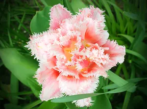 粉色郁金香花朵开放图片_1