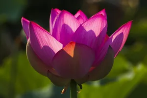 莲花花朵特写图片