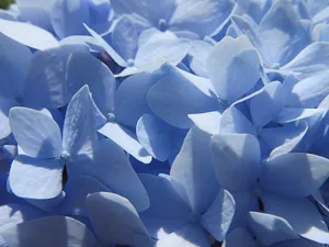 花型饱满味道清香的蓝色绣球图片_1