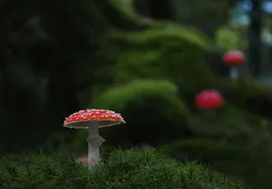 森林里好看的毒蘑菇图片