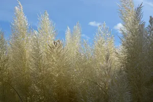 秋季枯黄的芒草图片