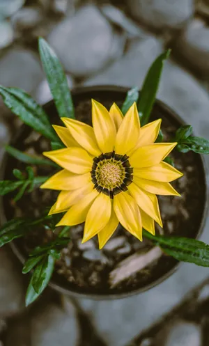 盆栽勋章菊图片第1张