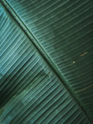 香蕉叶局部特写图片_1