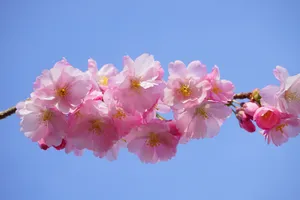 粉嫩娇俏的樱花图片_1