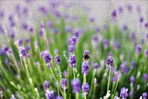 紫色薰衣草花摄影图片