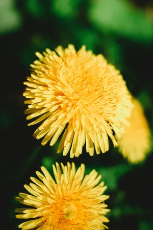 高雅的黄色菊花图片