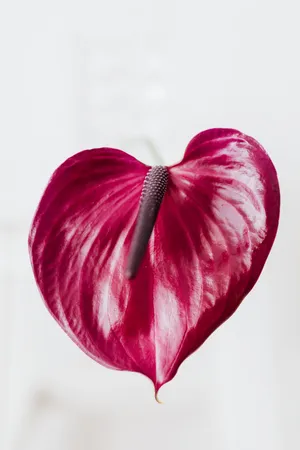 鲜艳花烛花图片_1
