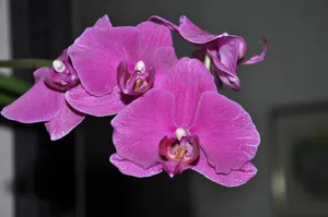 紫色兰花花朵图片第1张
