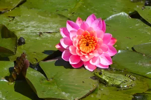 池塘睡莲花花朵图片_1
