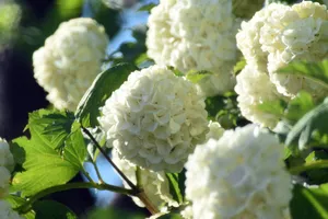 纯白色绣球花开花图片_1