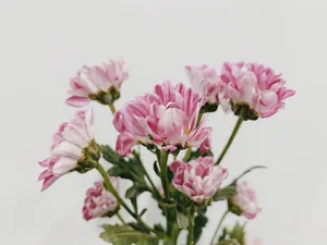 粉色菊花花束图片