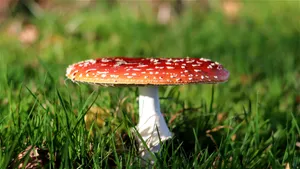 森林里红色野生毒蘑菇图片_1