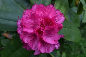 灿烂杜鹃花朵图片_1