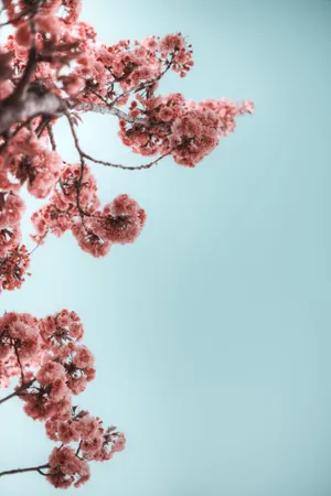 仰拍樱花图片