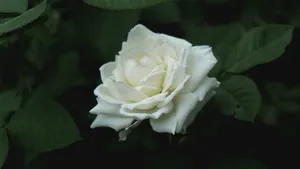 五颜六色的月季花图片_1