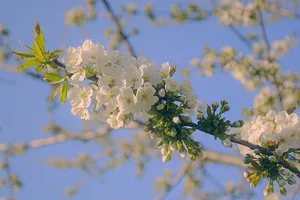 漂亮白色樱花图片第1张