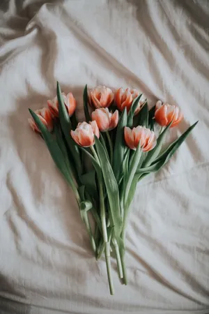 郁金香鲜花花束图片_1