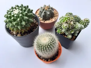 小盆栽仙人掌品种图片第1张