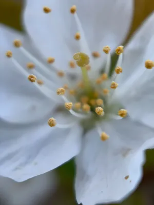白色花微距花蕊图片第1张