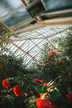 玫瑰花品种种植园图片_1