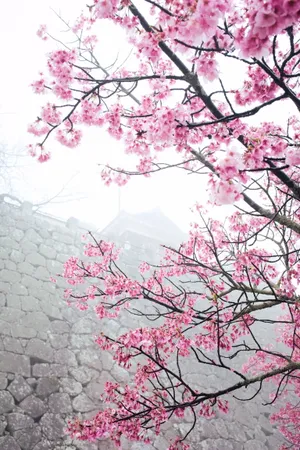 唯美粉色樱花高清图片_1