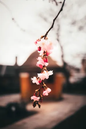 梅花花朵唯美意境图片