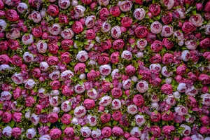鲜艳牡丹花花圃图片_1