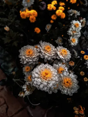 娇艳盛开的菊花图片第1张