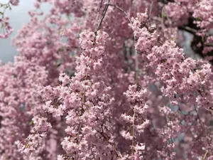 粉色樱花花朵图片第1张