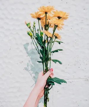 一束黄菊花图片_1