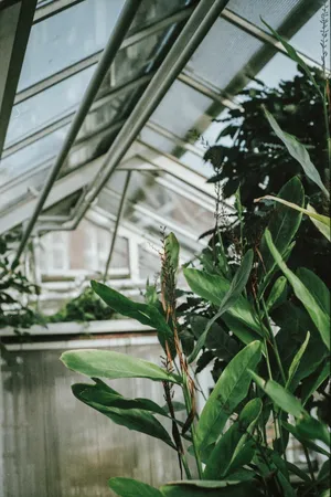 大盆种植绿叶植物图片_1