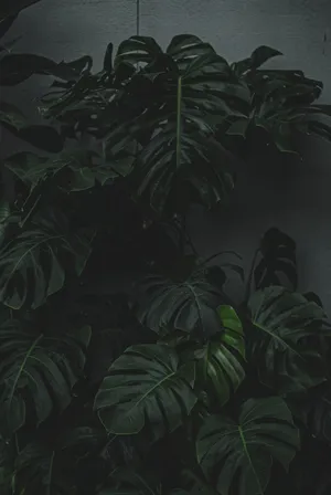 龟背竹植物照片_1