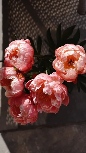 粉色花毛茛图片