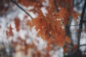秋天唯美红色树叶图片_1